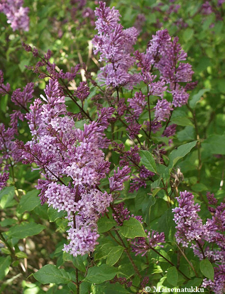 Syringa &times; henryi 'Oden', puistosyreeni